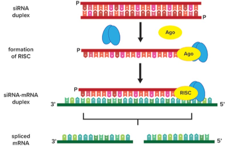 Global Leaders in siRNA Therapeutics: The Pioneers of RNAi Innovation